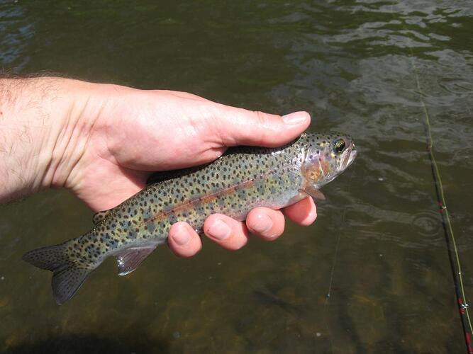 july 4th fish 011.jpg