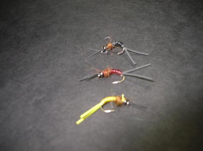 Stone fly.jpg