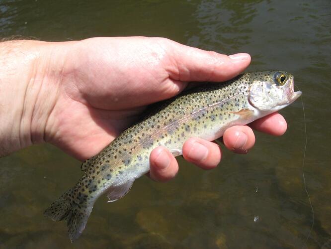 july 4th fish 005.jpg