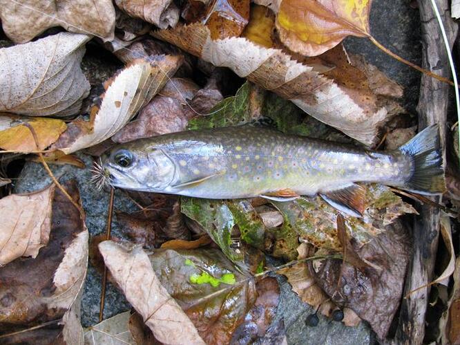 Comparadun Brookie.jpg