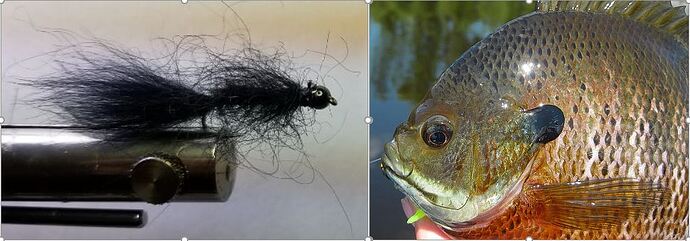 Leech and Bluegill.JPG