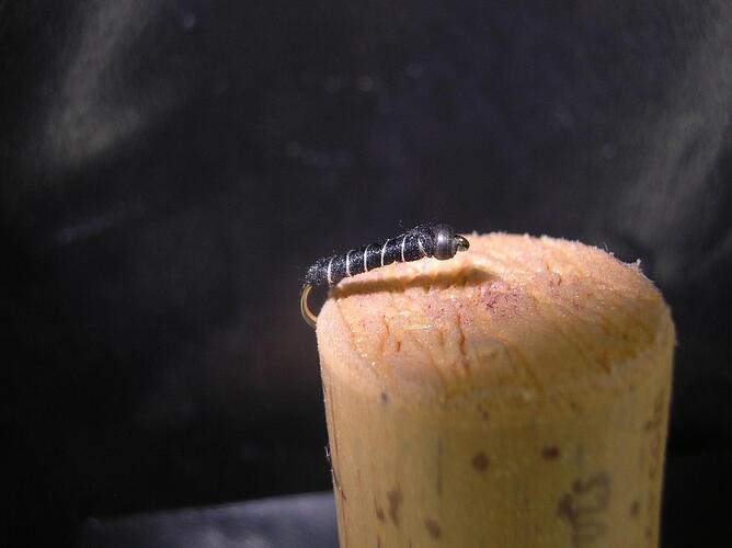 zebra midge.jpg