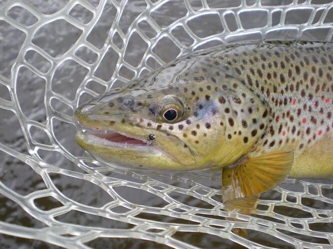 Fly Fishing the Rockies - 024.jpg