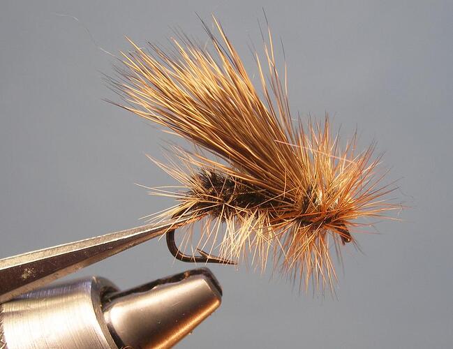dry fly 8 caddis.jpg