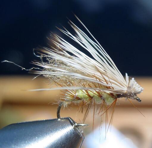 underwing.jpg