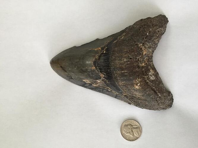 shark tooth 1.jpg