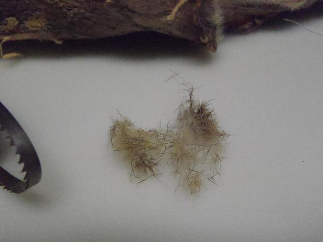 dubbing brush 003.jpg