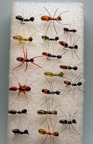 Ants-C2-800.jpg