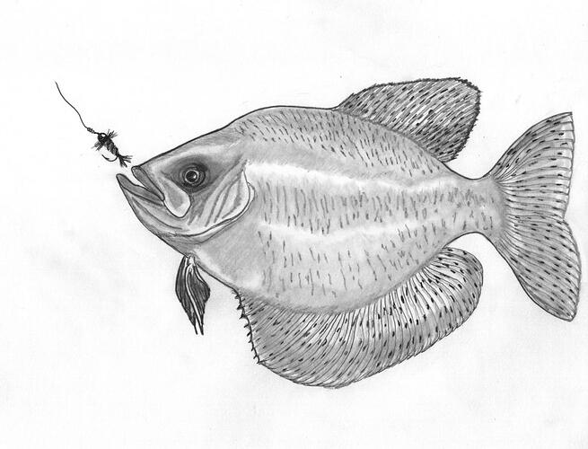 Crappie.jpg
