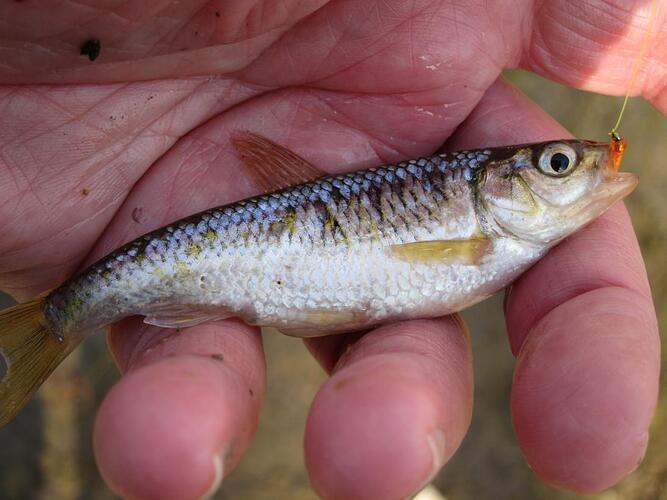 Shiner, orange nymph.jpg