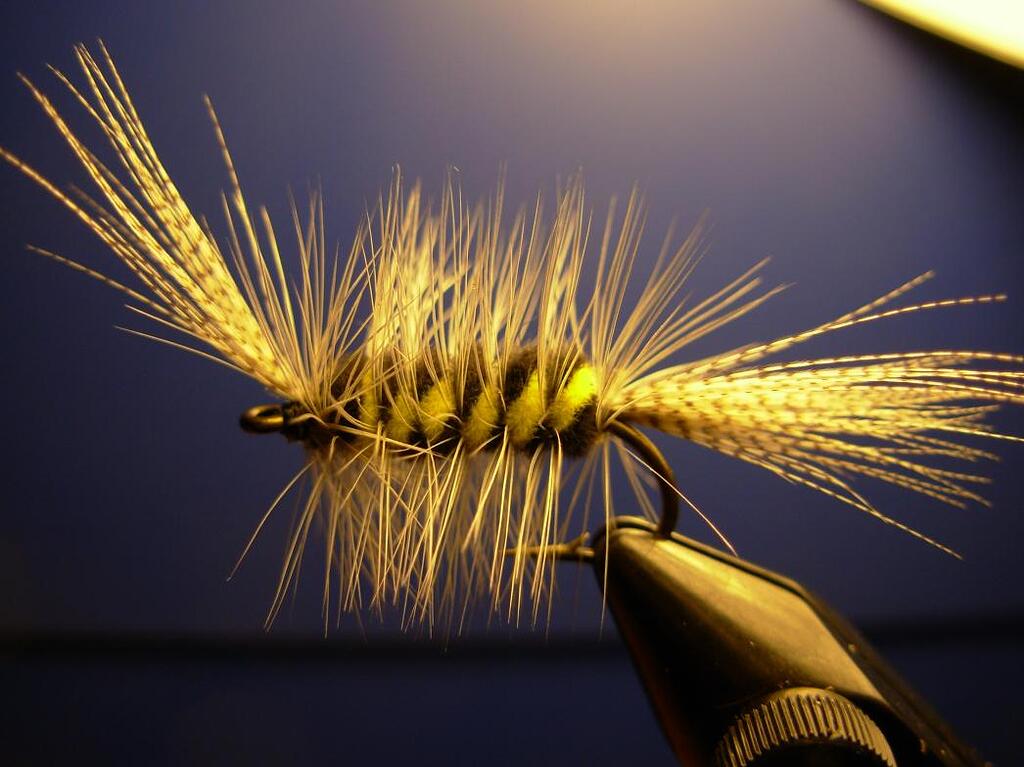 Fave Fly post your favorite yellow and black fly - Fly Patterns - FlyAnglers Online