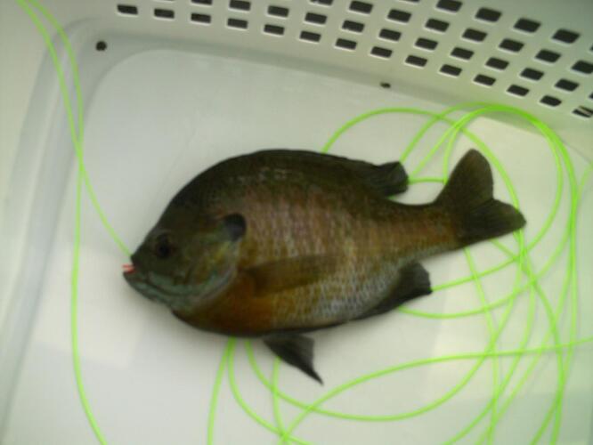 May 9 2011 008.jpg