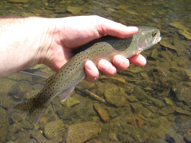 july 4th fish 006.jpg