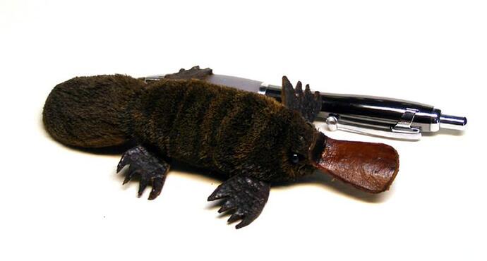 Platy-5.jpg