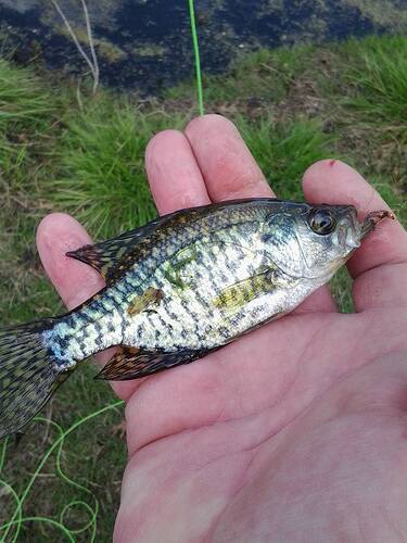 20160508Crappie2.jpg