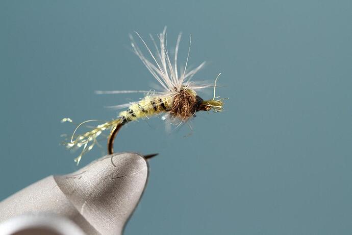 floating nymph 3.jpg
