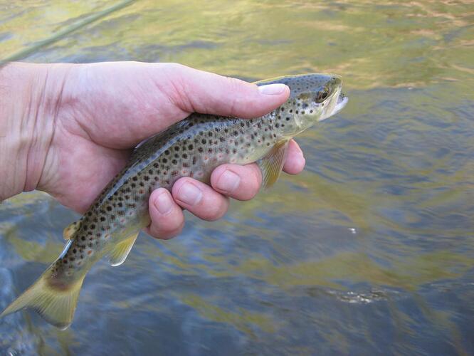 july 4th fish 012.jpg