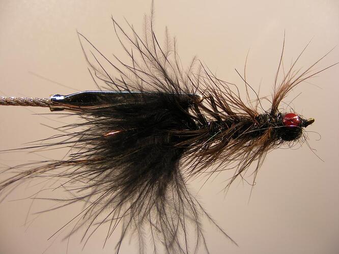 black eyed leech.jpg