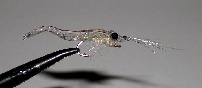 Extended body mysis shrimp.jpg