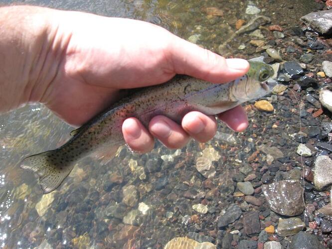 july 4th fish 010.jpg