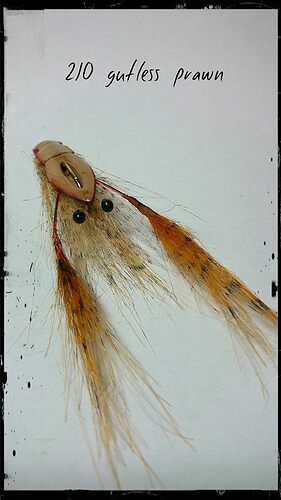 2:0 gutless prawn with rusty claws.jpg