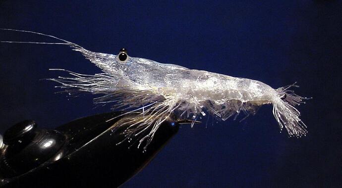 Glass Schrimp 2.jpg