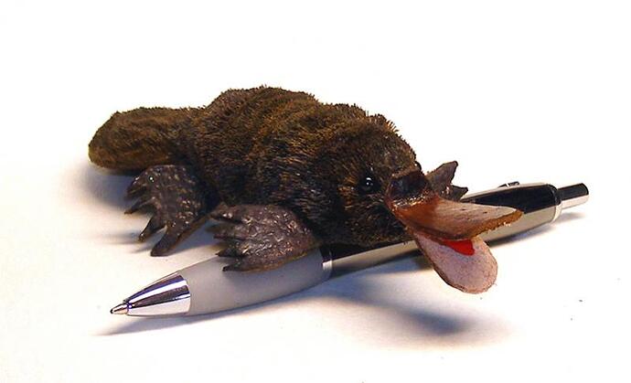 Platy-3.jpg