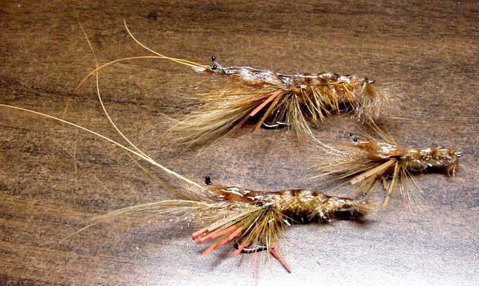 Shrimp x 3-2.jpg