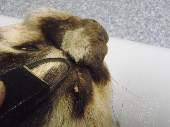 dubbing brush 005.jpg