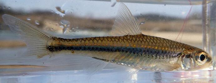 bigeye-shiner.jpg