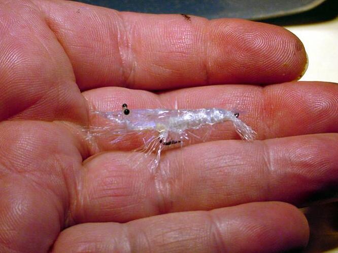 Don's Clear Shrimp- small.jpg