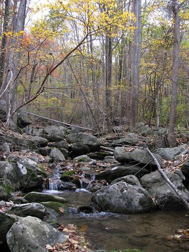 Fall Stream.jpg