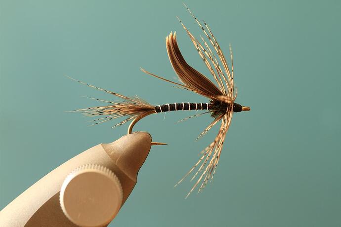 peacock and grey.jpg