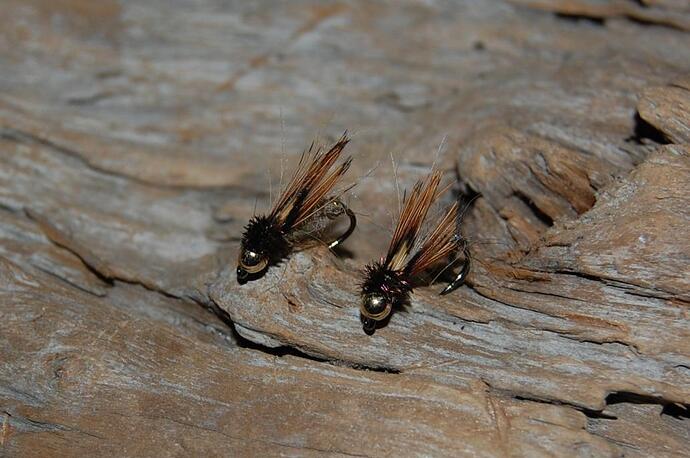 Sunday Caddis.jpg
