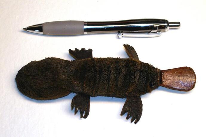 Platy-2.jpg