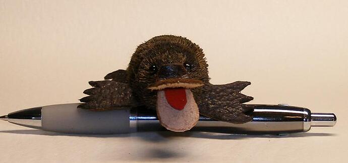 Platy-4.jpg