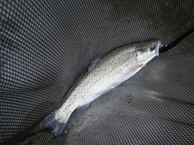 15 April Verimillion river woolly bugger 2.jpg