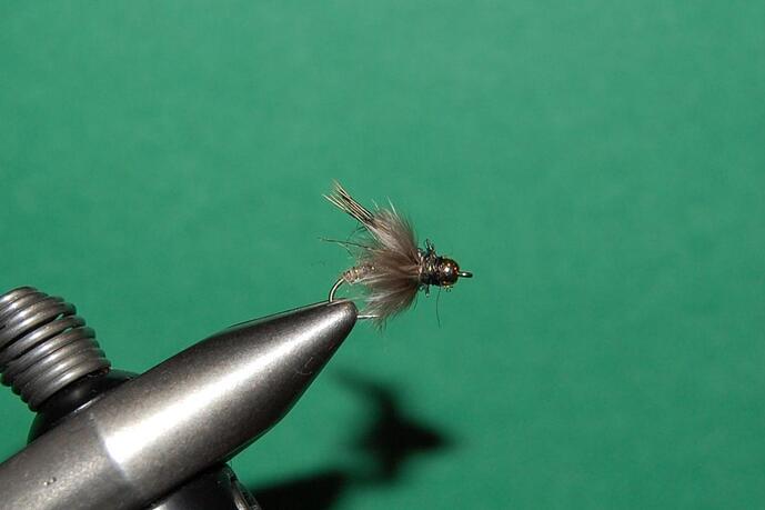 Rump Caddis.jpg