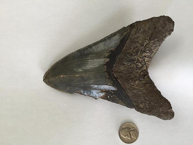 shark tooth 2.jpg