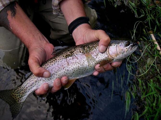 14 inch trout B.jpg