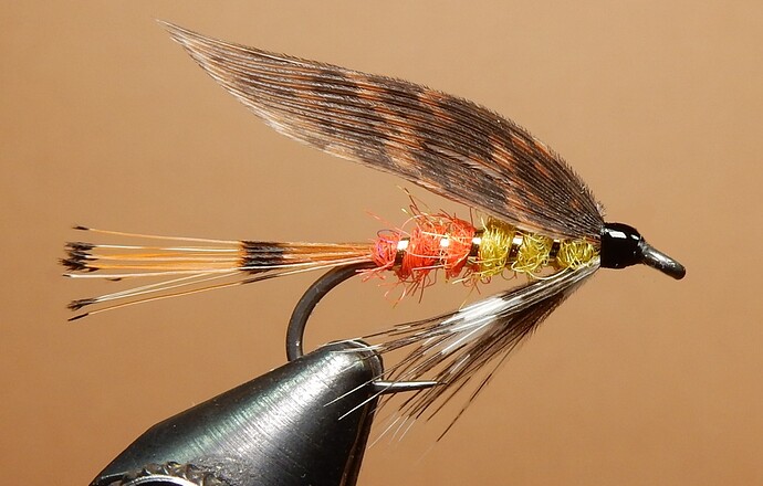 African Belle 1080.JPG