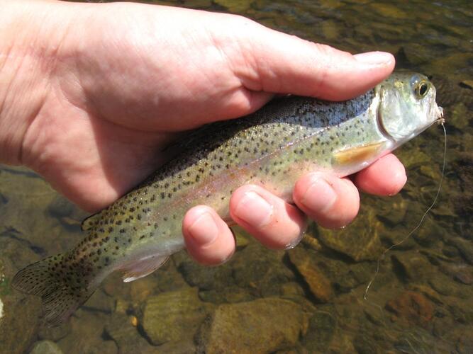 july 4th fish 007.jpg