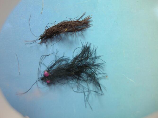 eyelash leech.jpg