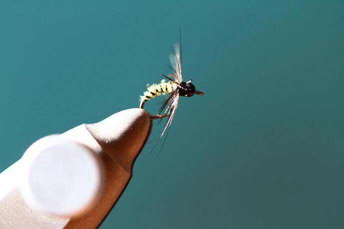 Hot creek caddis nymph.jpg
