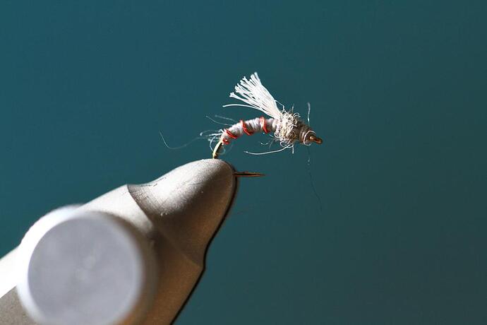 Ghost midge 1.jpg