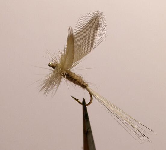 P1010004.jpg