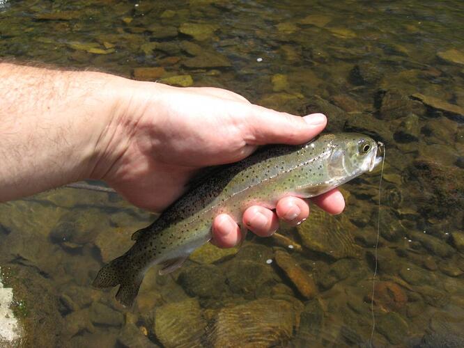 july 4th fish 008.jpg