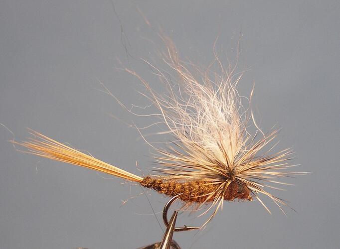 Dry fly 6.jpg