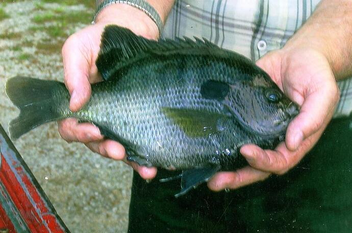 Coppernose Bream 23 oz001.jpg