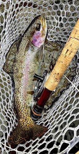 January Rainbow copy